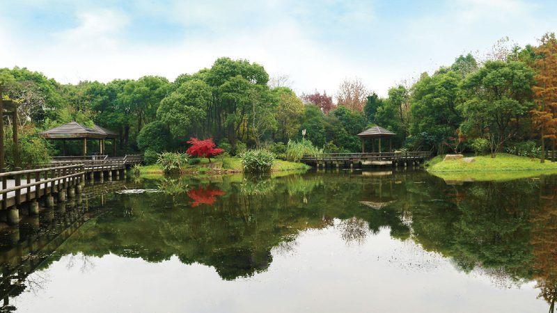 高羊茅草坪：了解其优缺点，打造理想绿茵场**