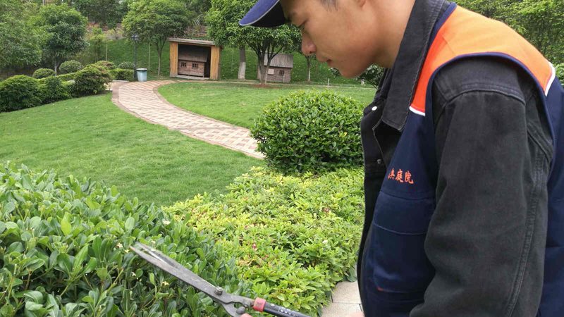 市政绿化养护，这些规范你了解吗？**